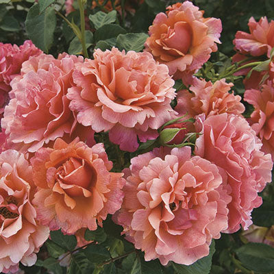 Easy Does It® Rose - 3 Gallon