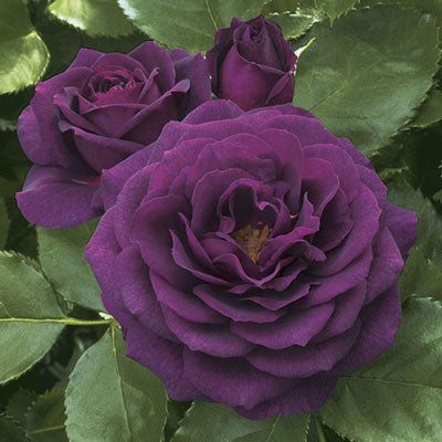 Rose Week's Ebb Tide® Bare Root