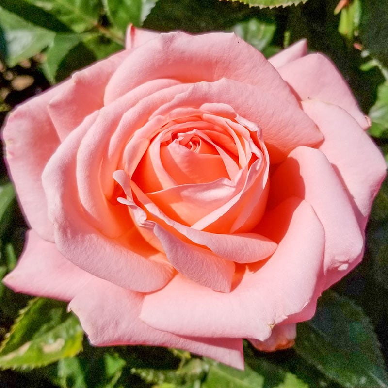 Heavenly Scented Rose - 3 Gallon — Blooming Junction