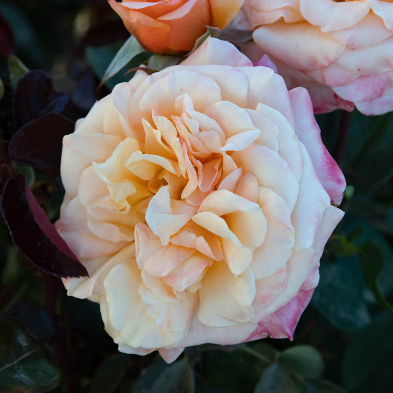 Morning Glow™ Rose - 3 Gallon