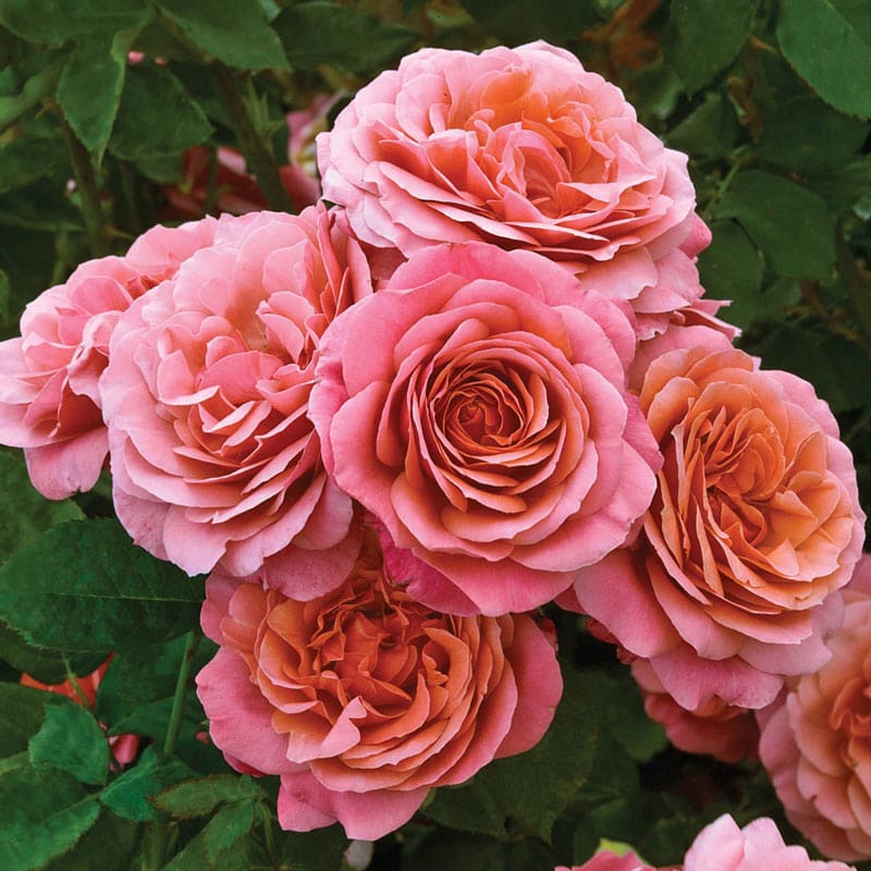 Uptown Girl™ Rose - 3 Gallon