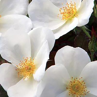 Rose Week's White Knock Out® Bare Root