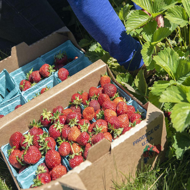 Strawberries - Full Flat
