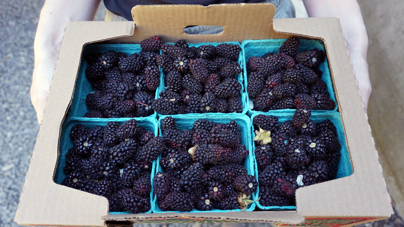 Blackberries - Half Flat