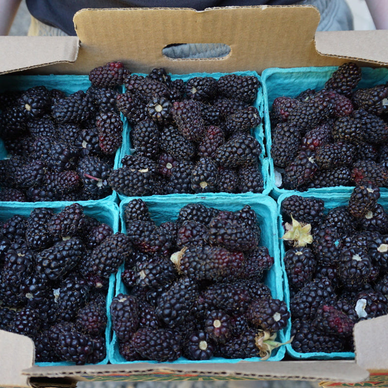 Blackberries - Half Flat