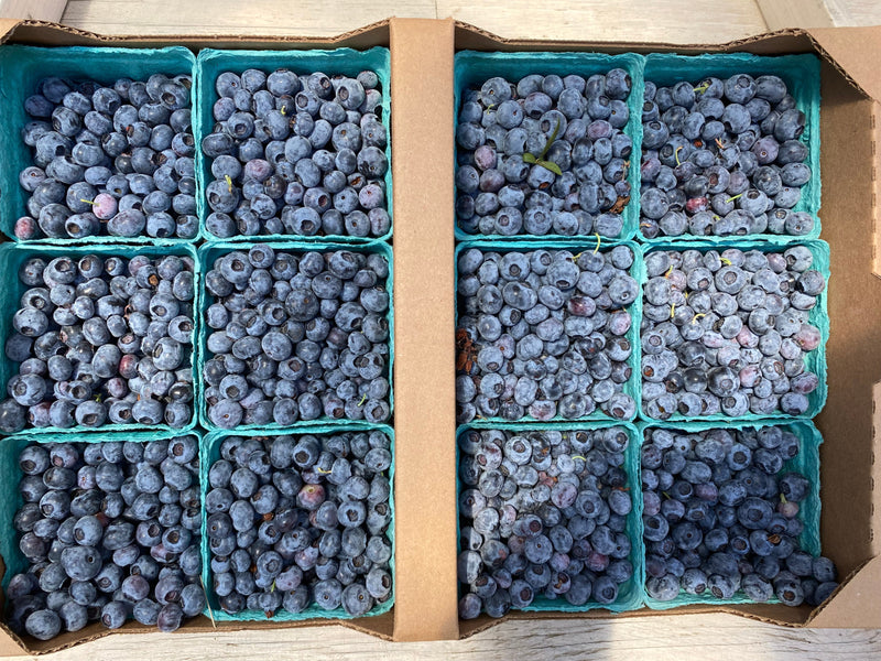 Pre-Order Blueberries - Full Flat