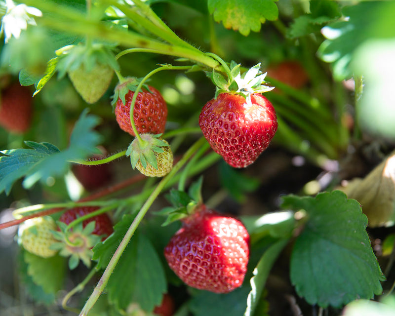 Strawberries - Full Flat