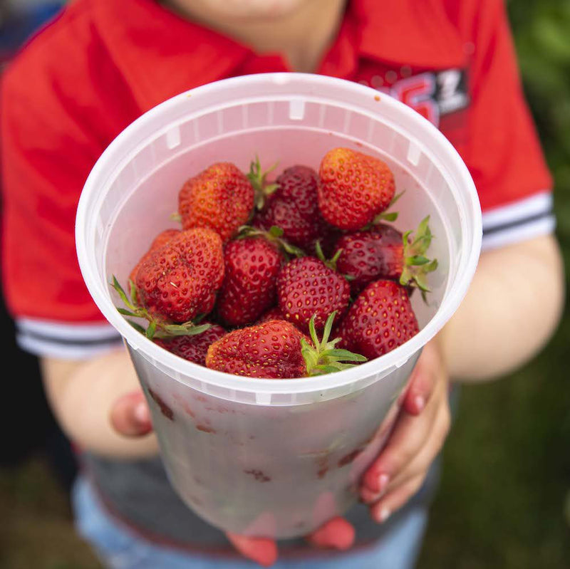 Strawberries - Full Flat